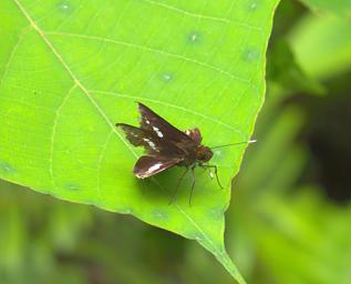 Waigeo Bug Xxx Rt Angle Wings