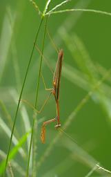 Waigeo Bug Stickbug