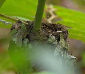 Bird Xxx Nest