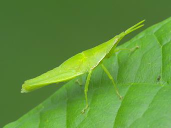 Waigeo Bug Xxx Green
