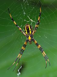 Waigeo Spider Xxx