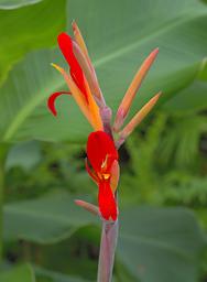 Flower Xxx Red