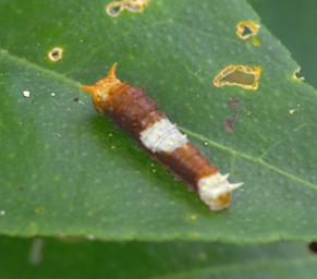 Waigeo Bug Xxx Larve