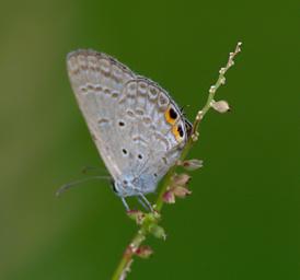 Waigeo Butterfly Xxx2Eye