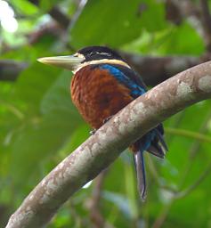 Bird Sacred Kingfisher