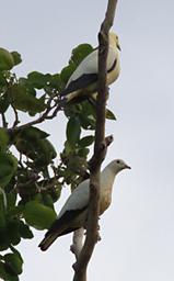 Pied Imperial Pigeon