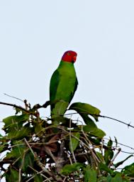 Red Cheeked Parrot