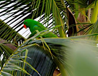 Eclectus Parrot