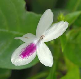 Flower Xxx Orchid White