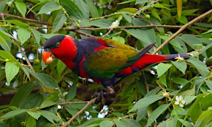 Black Capped Lorikeet