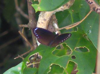 Waigeo Butterfly Xxx Brown
