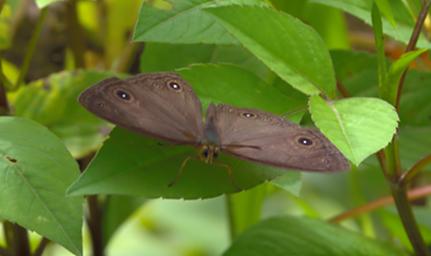 Arfak Low Camp Butterfly Xxx Brown