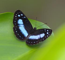 Arfak Low Camp Butterfly Xxx Black Blue