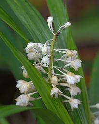 Arfak Low Camp Flower Xxx White