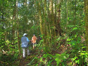 Arfak Low Camp Hike