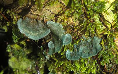 Arfak Low Camp Fungi