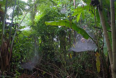 Arfak Low Camp Big Spider Webs