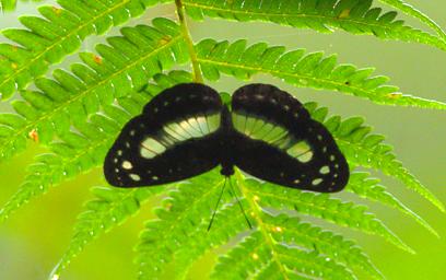 Arfak Low Camp Butterfly Xxx Xparent Black