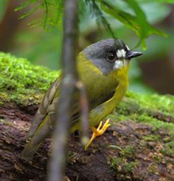 Arfak Low Camp Bird Green Backed Robin