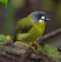 Arfak Low Camp Bird Green Backed Robin