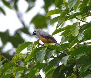 Arfak Low Camp Bird Xxx Melidectes