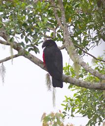 Arfak Low Camp Bird Pesqhets Parrot