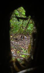 Arfak Low Camp Bird Masked Bowerbird Bower