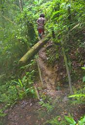 Arfak Low Camp Trail To Hide