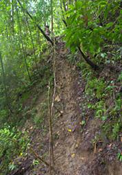 Arfak Low Camp Trail To Hide