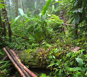 Arfak Low Camp Trail To Hide