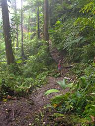 Arfak Low Camp Trail To Hide