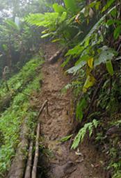 Arfak Low Camp Trail To Hide