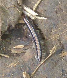 Arfak Low Camp Millipede