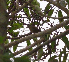Arfak Low Camp Bird Xxx Arfak Honeyeater