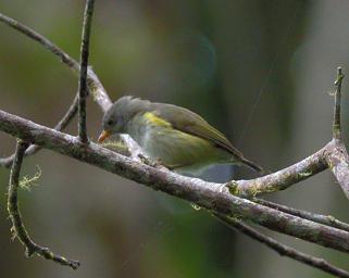 Arfak Low Camp Bird Xxx