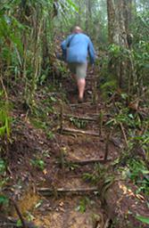 Arfak Low Camp Trail