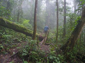 Arfak Low Camp Trail