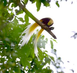 Arfak Low Camp Bird Lesser BOP