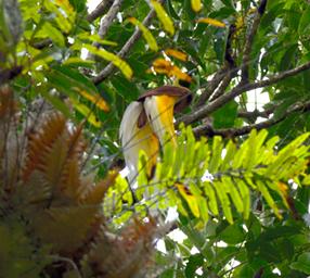 Arfak Low Camp Bird Lesser BOP
