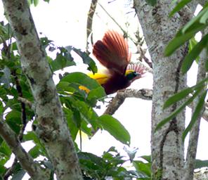 Arfak Low Camp Bird Lesser BOP