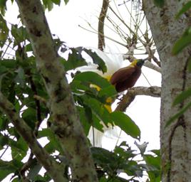 Arfak Low Camp Bird Lesser BOP