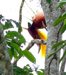 Arfak Low Camp Bird Lesser BOP