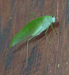 Arfak Bug Xxx Green