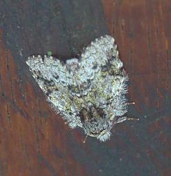 Arfak Bug Xxx Moth