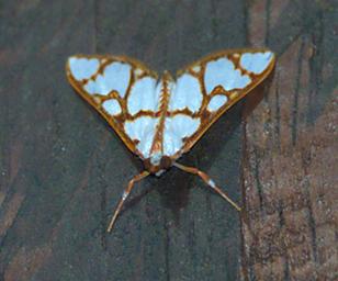 Arfak Bug Xxx Moth Brown White