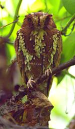 Arfak Bird Feline Owlet Nightjar