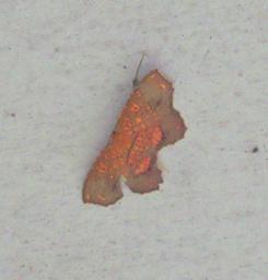 Arfak Moth Xxx Brown Orange