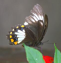 Arfak Butterfly Xxx White Black Orange