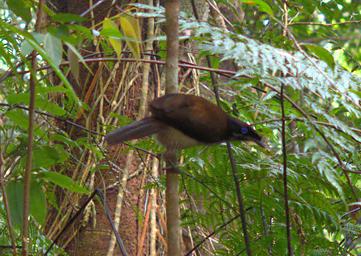 Arfak Bird Parotia F