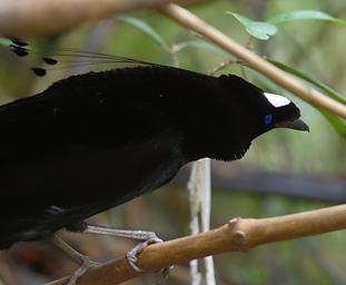 Arfak Bird Parotia